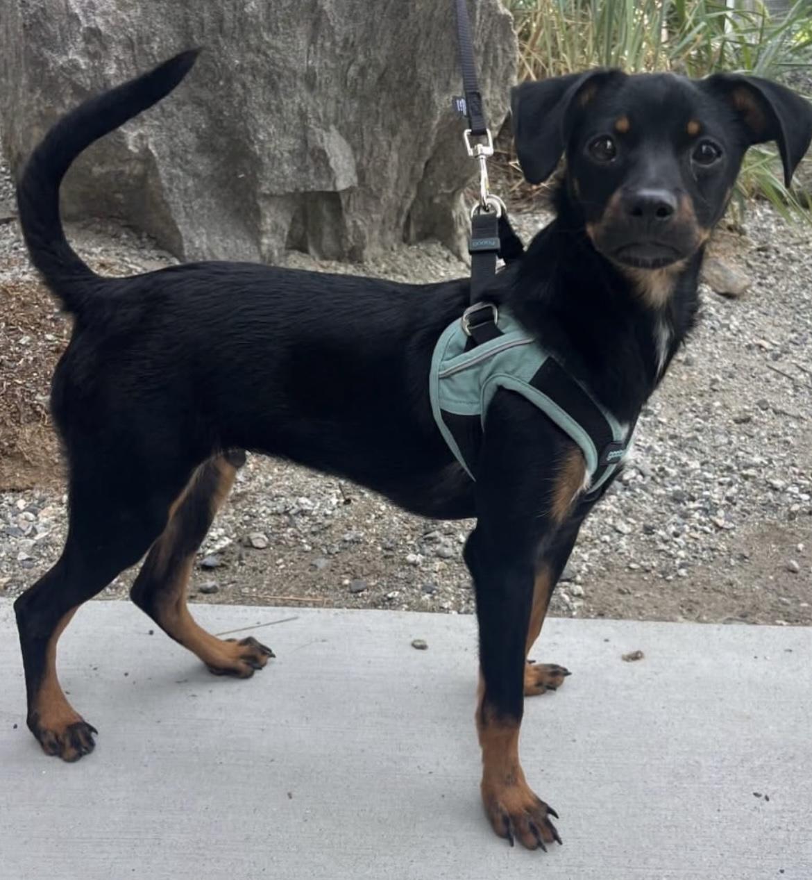 Bodie, a ADOPTABLE mixed breed in Friday Harbor, WA image 5/5