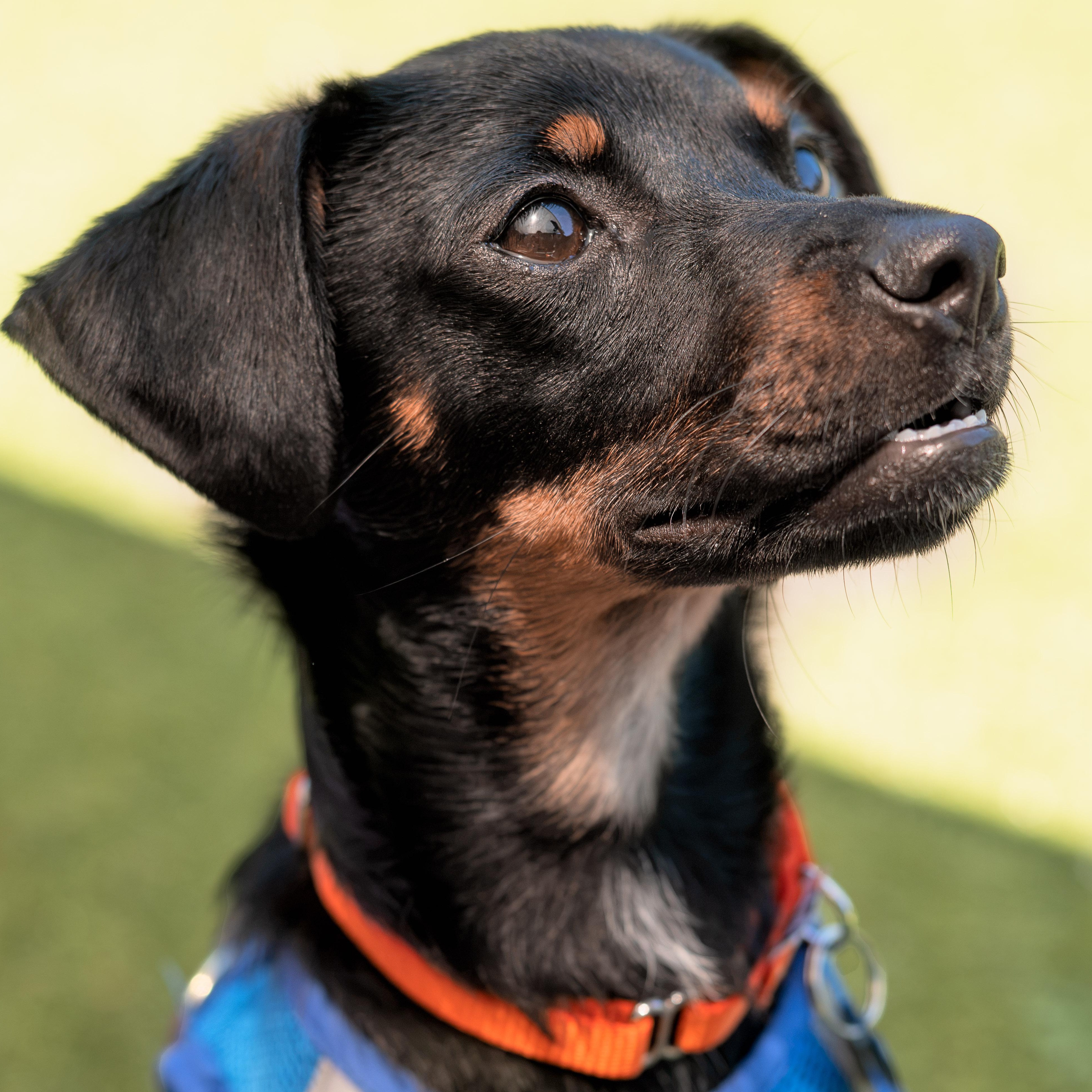 Bodie, a ADOPTABLE mixed breed in Friday Harbor, WA image 4/5