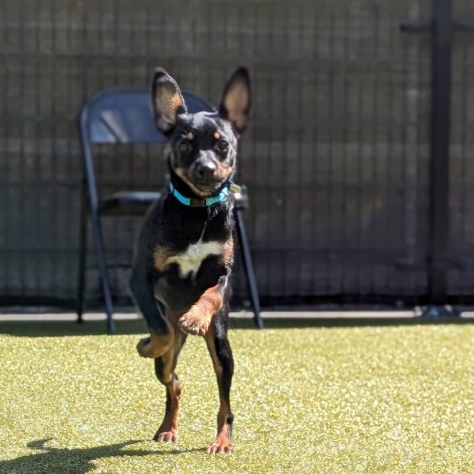 Bodie, a ADOPTABLE mixed breed in Friday Harbor, WA image 2/5