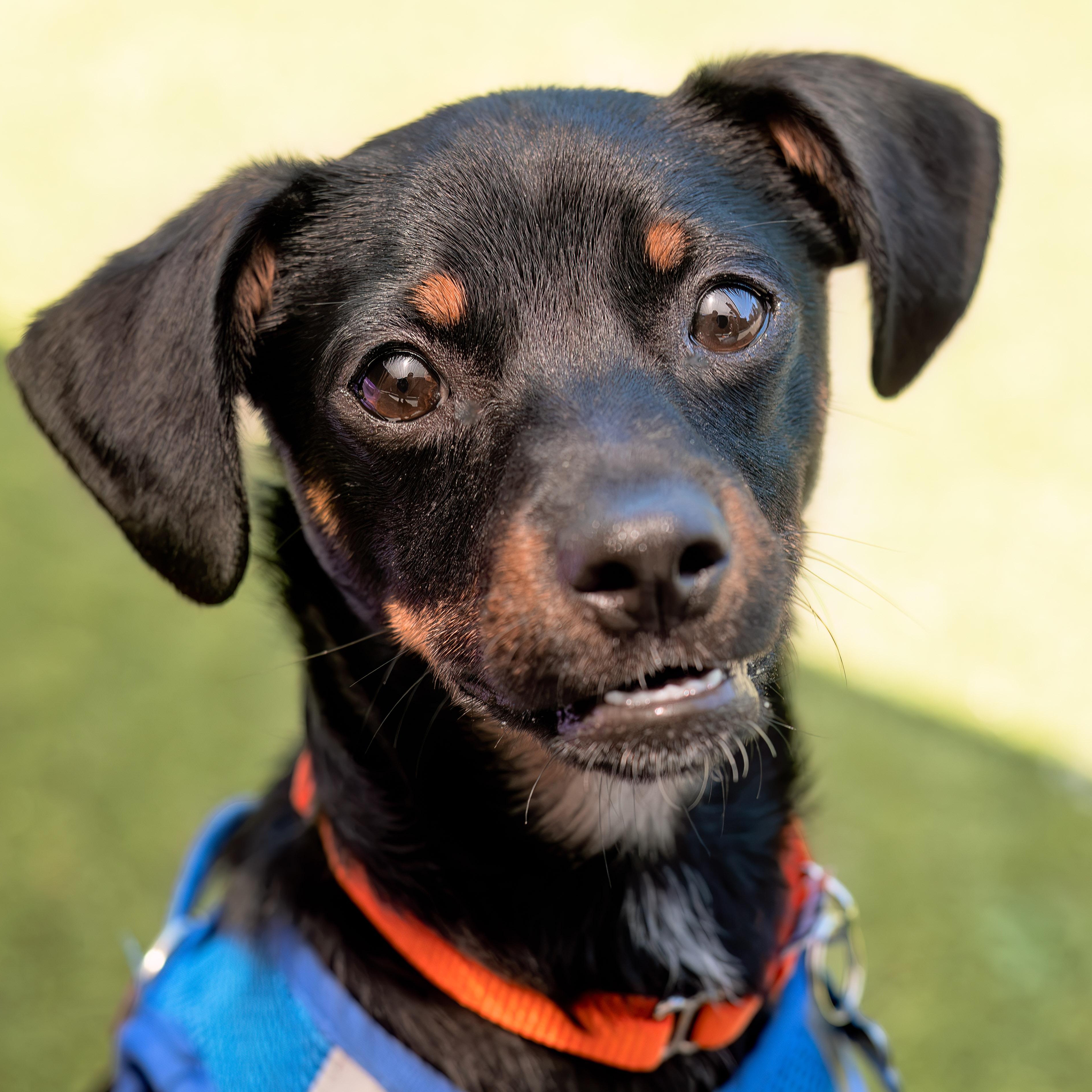 Bodie, a ADOPTABLE mixed breed in Friday Harbor, WA image 1/5