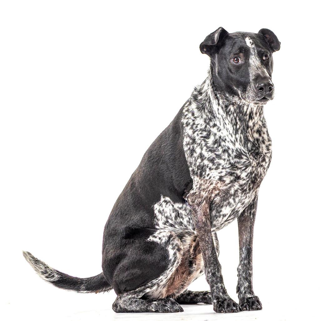 Indie, Adoptable, Adult Male Pointer & Dalmatian.