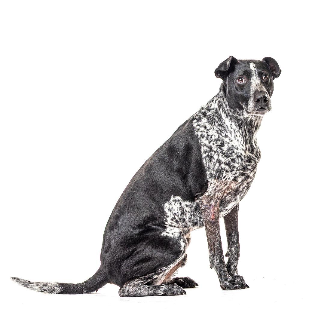 Enlarge Indie, a Adoptable mixed breed in Reno, NV image 2/6
