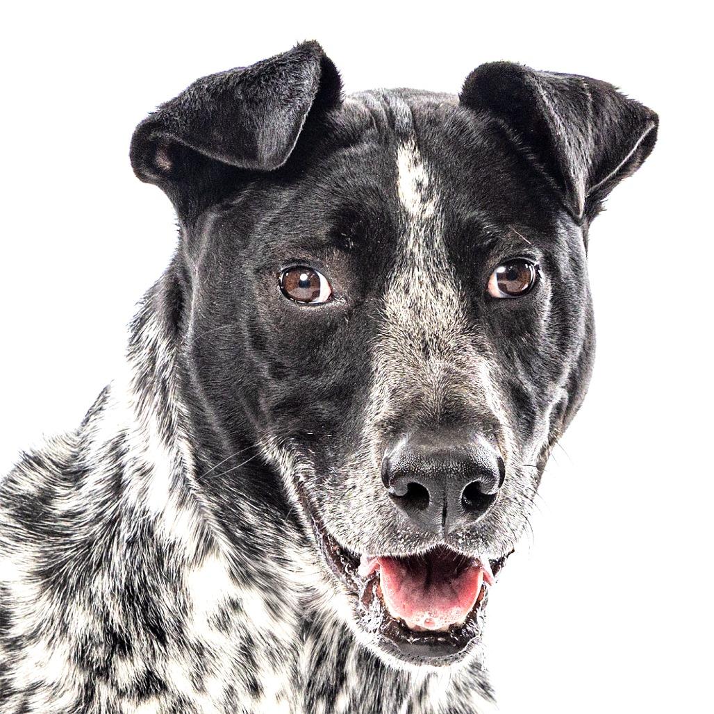 Enlarge Indie, a Adoptable mixed breed in Reno, NV image 3/6