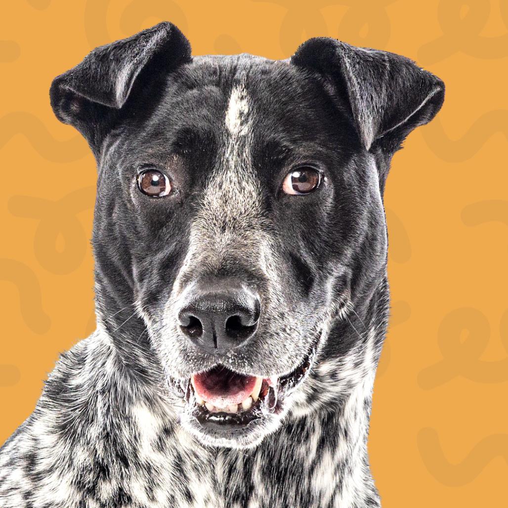 Enlarge Indie, a Adoptable mixed breed in Reno, NV image 4/6