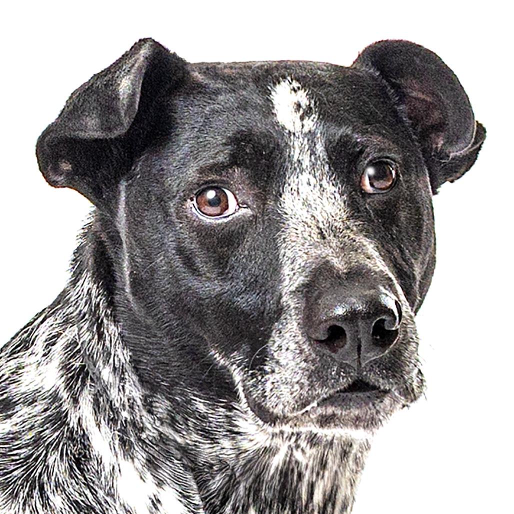 Enlarge Indie, a Adoptable mixed breed in Reno, NV image 5/6
