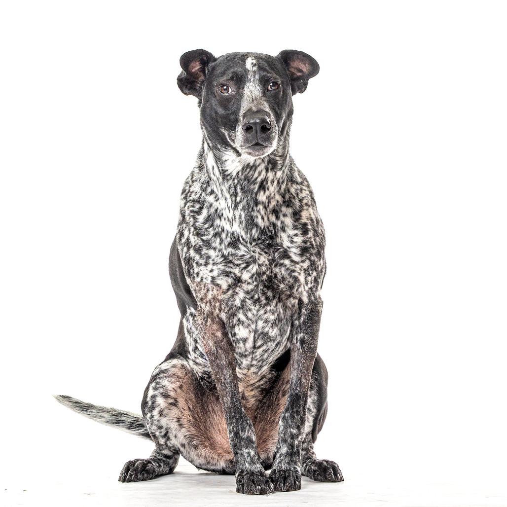 Enlarge Indie, a Adoptable mixed breed in Reno, NV image 6/6