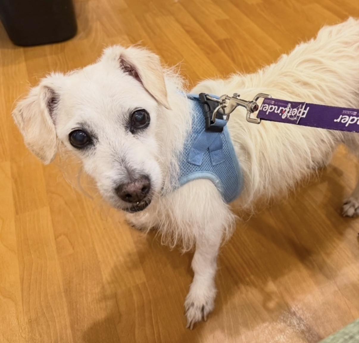 Rascal, an adopted Terrier in Foster, RI image 6/6