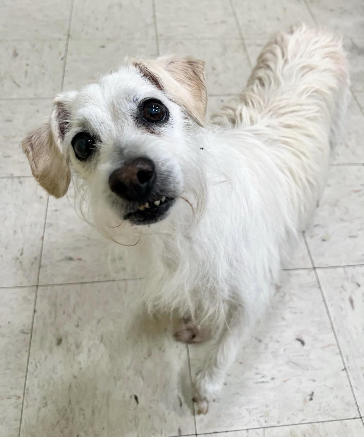 Rascal, an adopted Terrier in Foster, RI image 5/6