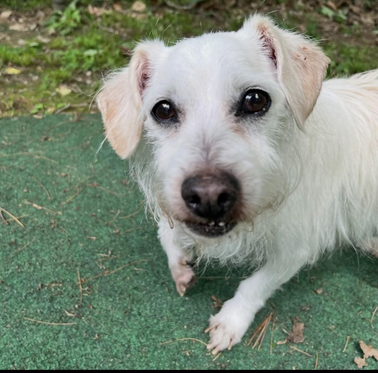 Rascal, an adopted Terrier in Foster, RI image 4/6