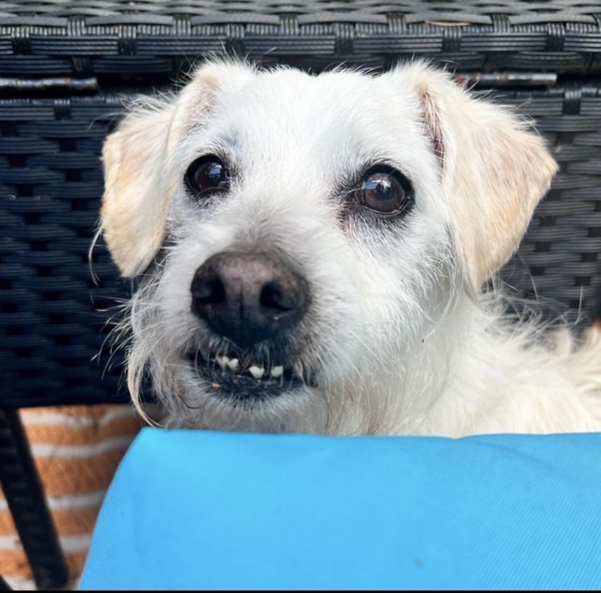 Rascal, adopted, Senior Male Terrier.