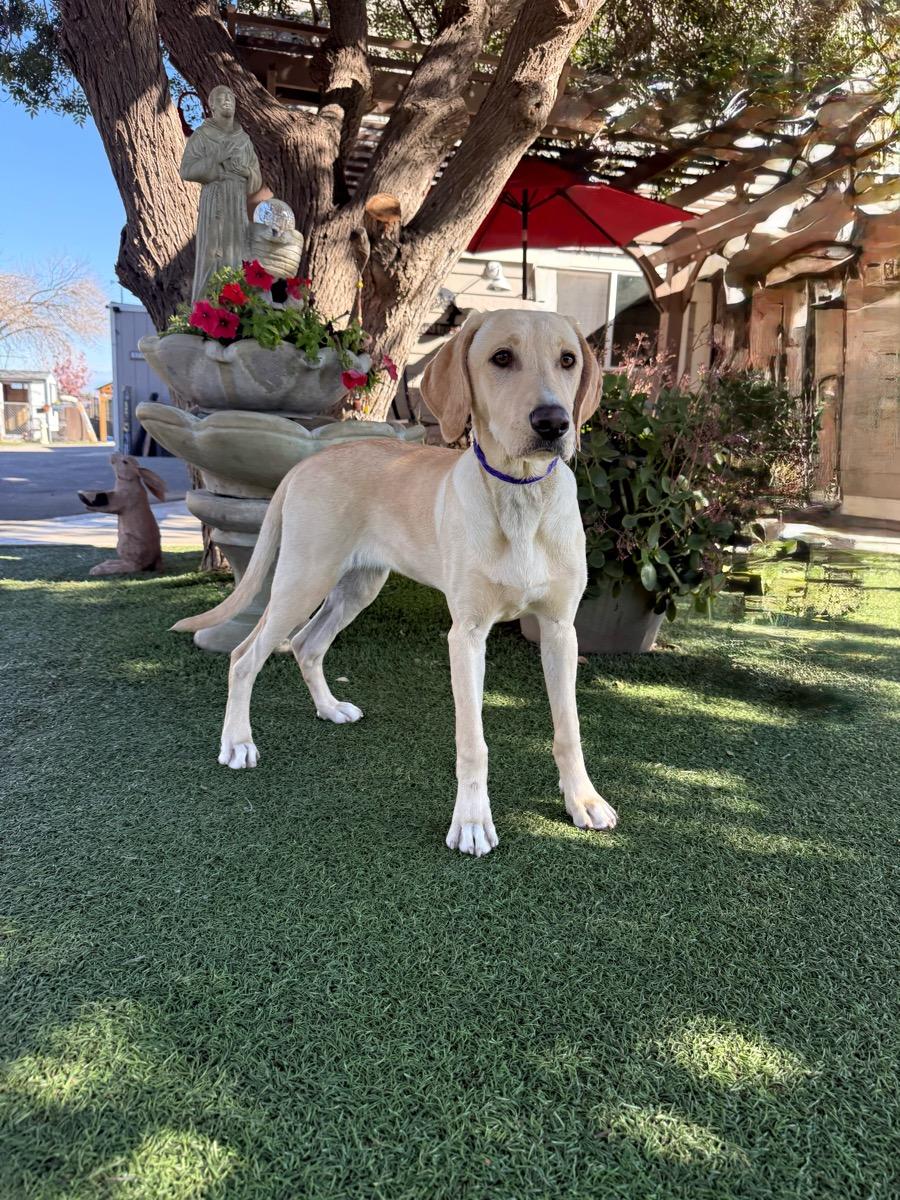 Enlarge Rachel, an adopted Labrador Retriever in Temecula, CA image 1/1