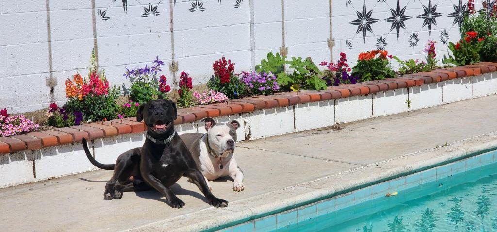 Enlarge Radar - Adopt  Me!, a Adoptable mixed breed in Lake Forest, CA image 1/6