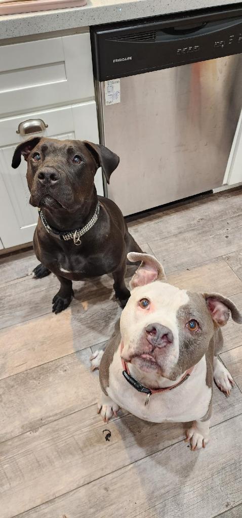 Radar - Adopt Me!, Adoptable, Adult Male American Staffordshire Terrier.