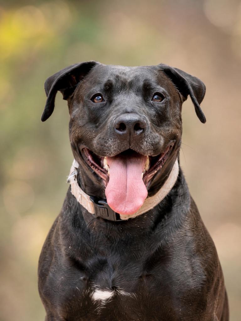 Radar - Adopt  Me!, Adoptable, Adult Male American Staffordshire Terrier.