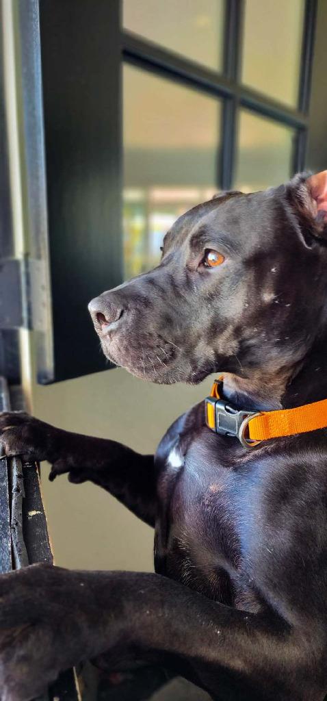 Radar - Adopt Me!, Adoptable, Adult Male American Staffordshire Terrier.