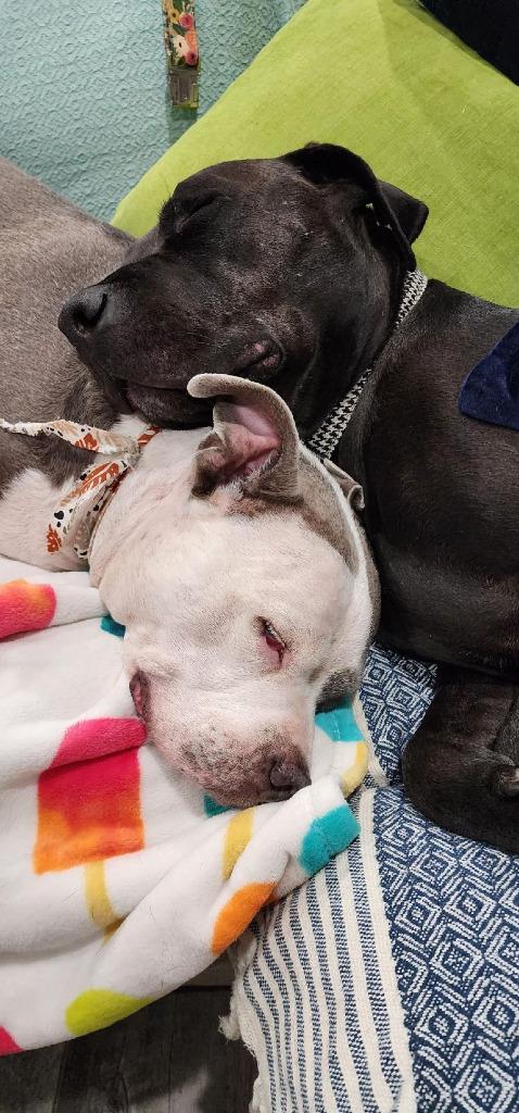 Enlarge Radar - Adopt  Me!, a Adoptable mixed breed in Lake Forest, CA image 3/6