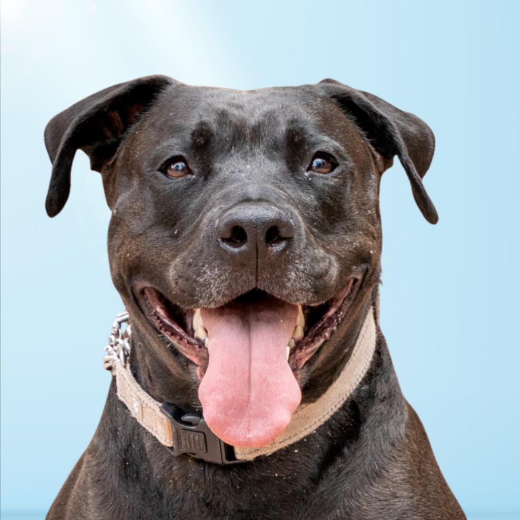 Enlarge Radar - Adopt  Me!, a Adoptable mixed breed in Lake Forest, CA image 5/6