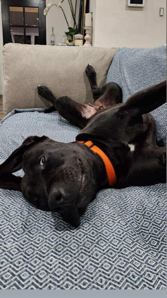 Enlarge Radar - Adopt  Me!, a Adoptable mixed breed in Lake Forest, CA image 6/6