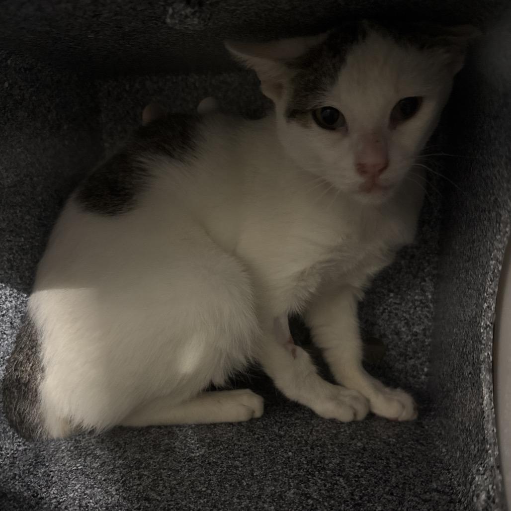 Laz, Adoptable, Adult Male Domestic Short Hair.