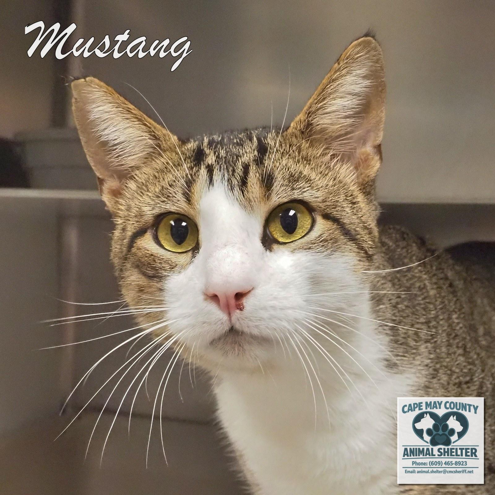 Enlarge Mustang, a Adopted Domestic Short Hair in Cape May Court House, NJ image 1/2