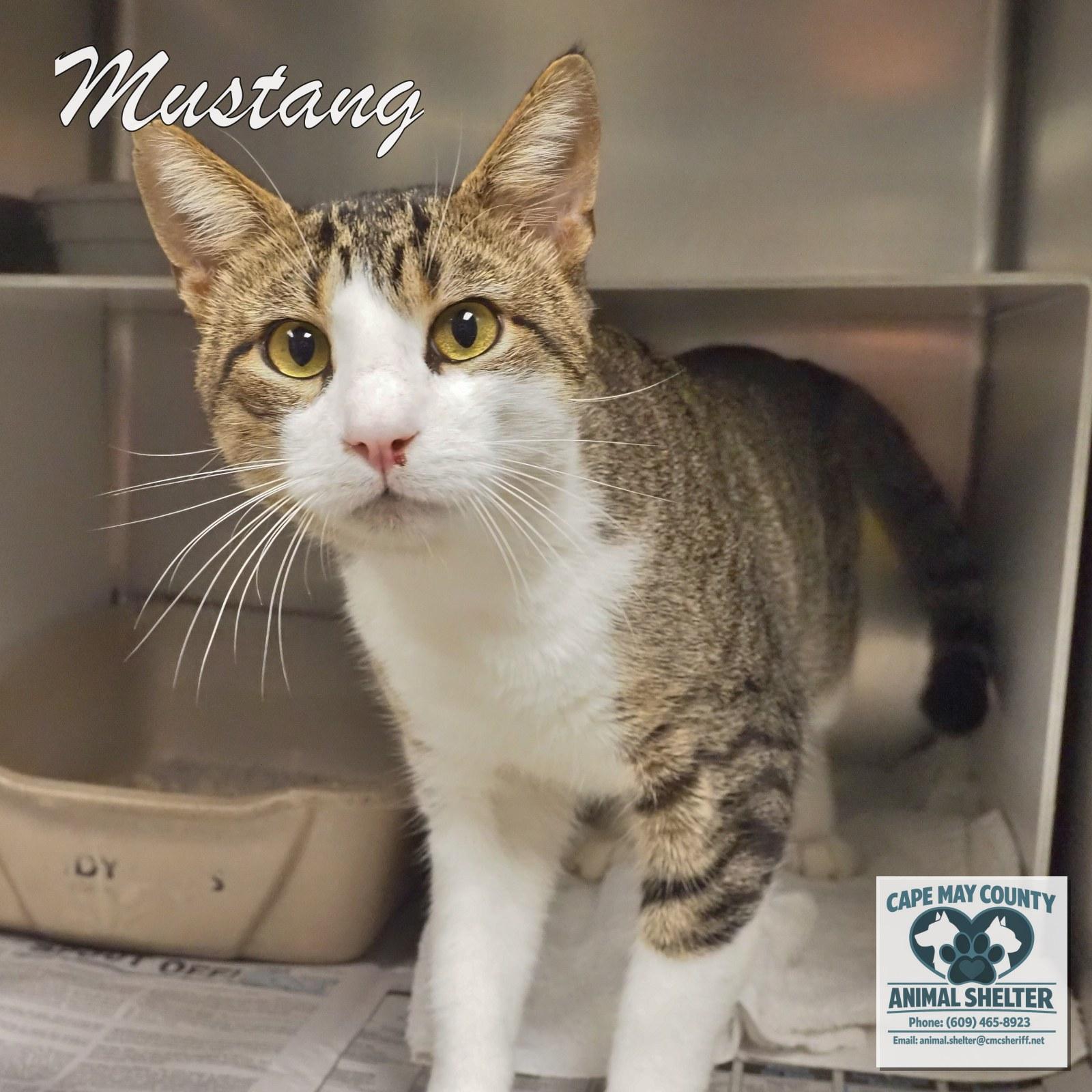 Enlarge Mustang, a Adopted Domestic Short Hair in Cape May Court House, NJ image 2/2