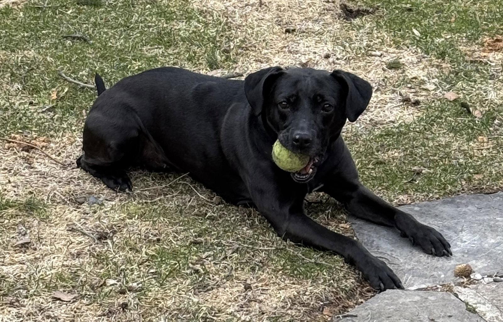 Enlarge Maggie, a Adoptable Black Labrador Retriever in Etobicoke, ON image 1/2