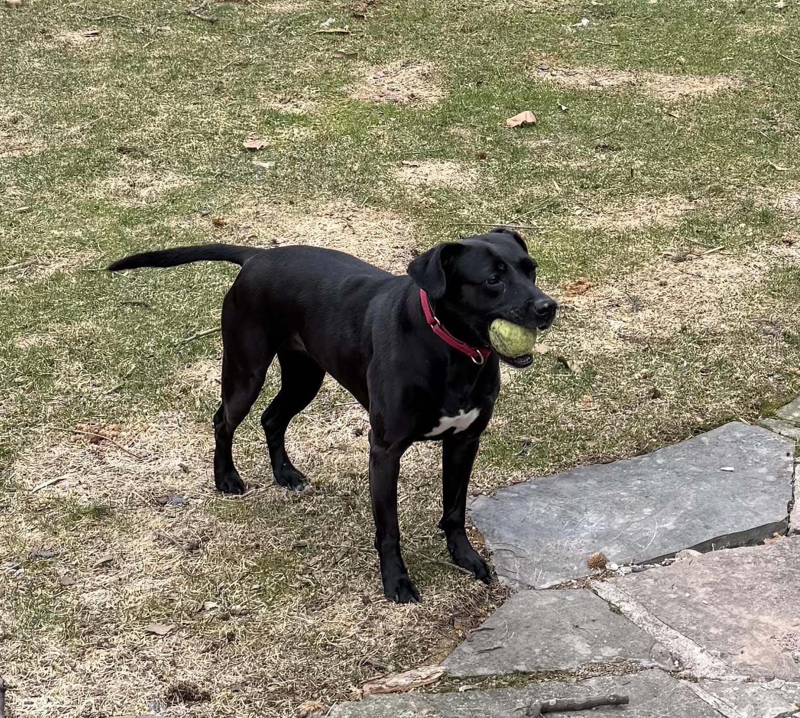 Enlarge Maggie, a Adoptable Black Labrador Retriever in Etobicoke, ON image 2/2