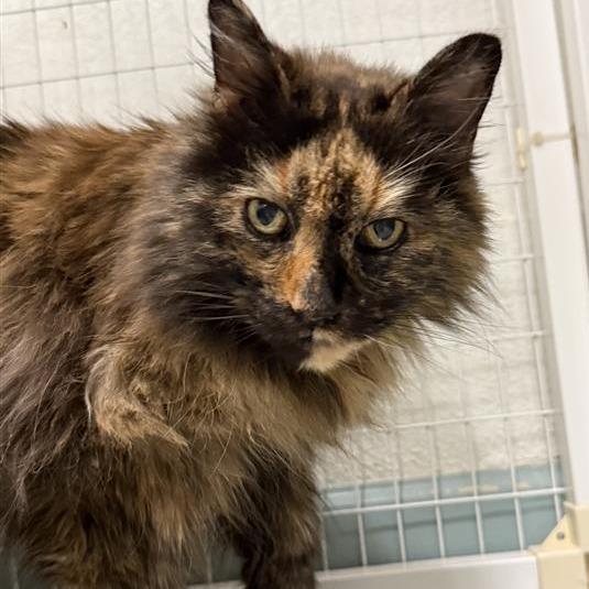 Enlarge Checkers, a Adoptable mixed breed in Mount Shasta, CA image 1/5