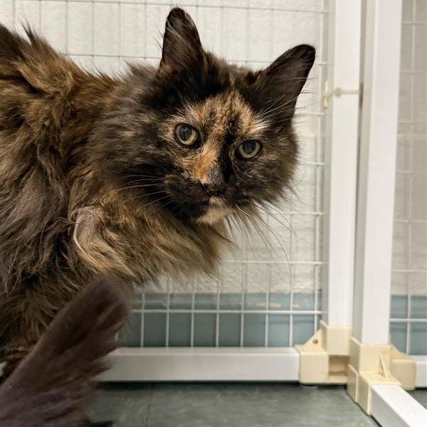 Enlarge Checkers, a Adoptable mixed breed in Mount Shasta, CA image 3/5