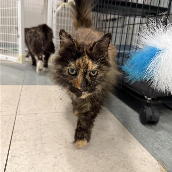 Enlarge Checkers, a Adoptable mixed breed in Mount Shasta, CA image 4/5