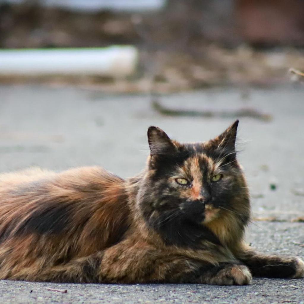 Enlarge Checkers, a Adoptable mixed breed in Mount Shasta, CA image 5/5