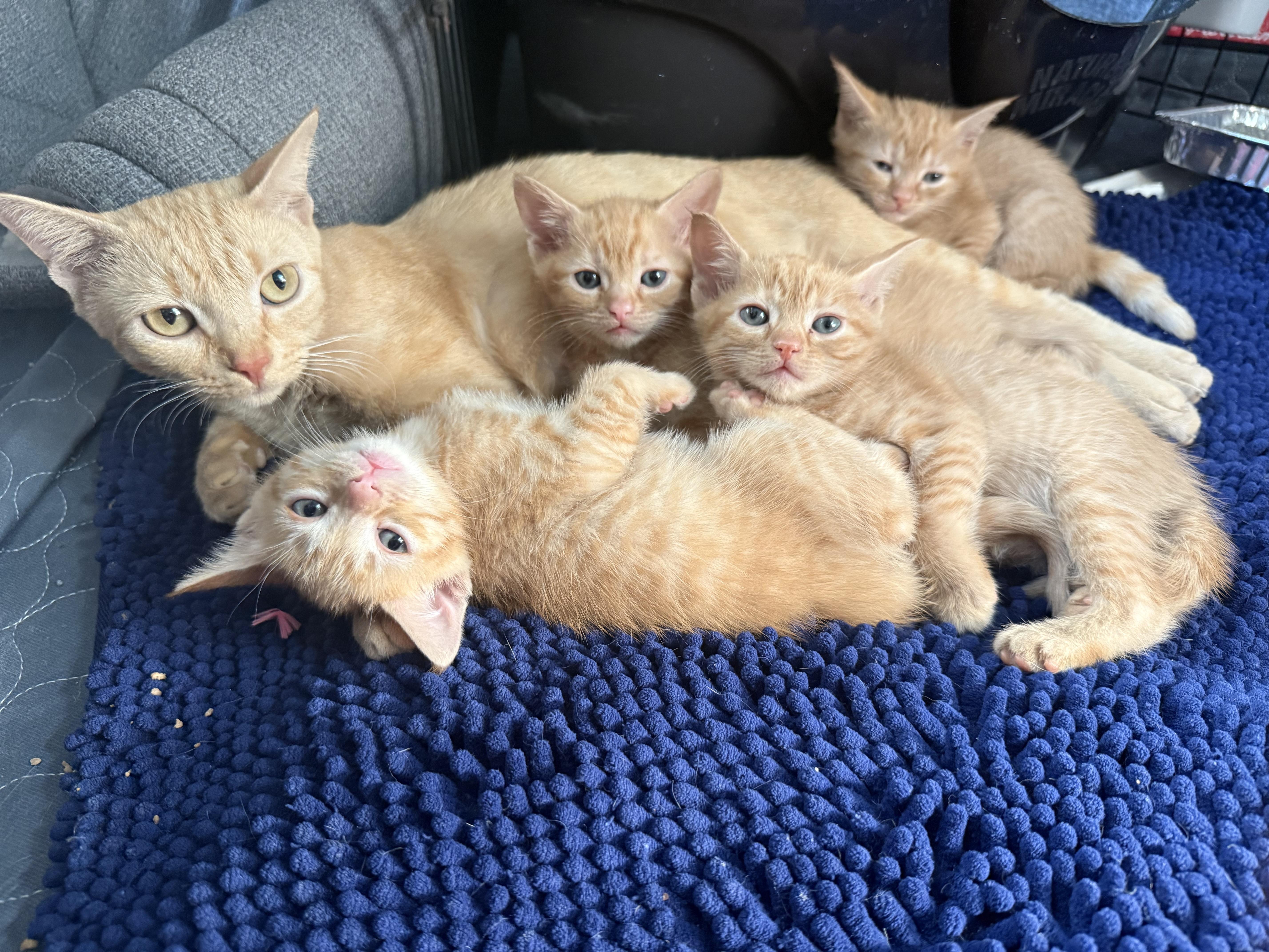 Mig & Tig thumbnail 6