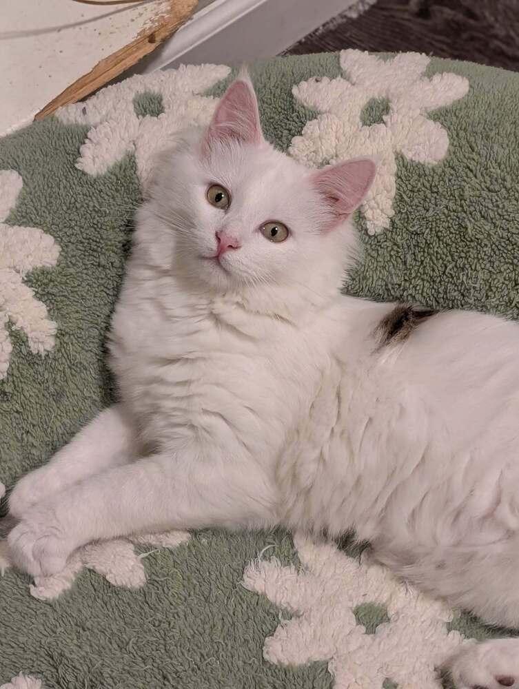 Peter Pan, Adoptable, Kitten Male Domestic Long Hair.