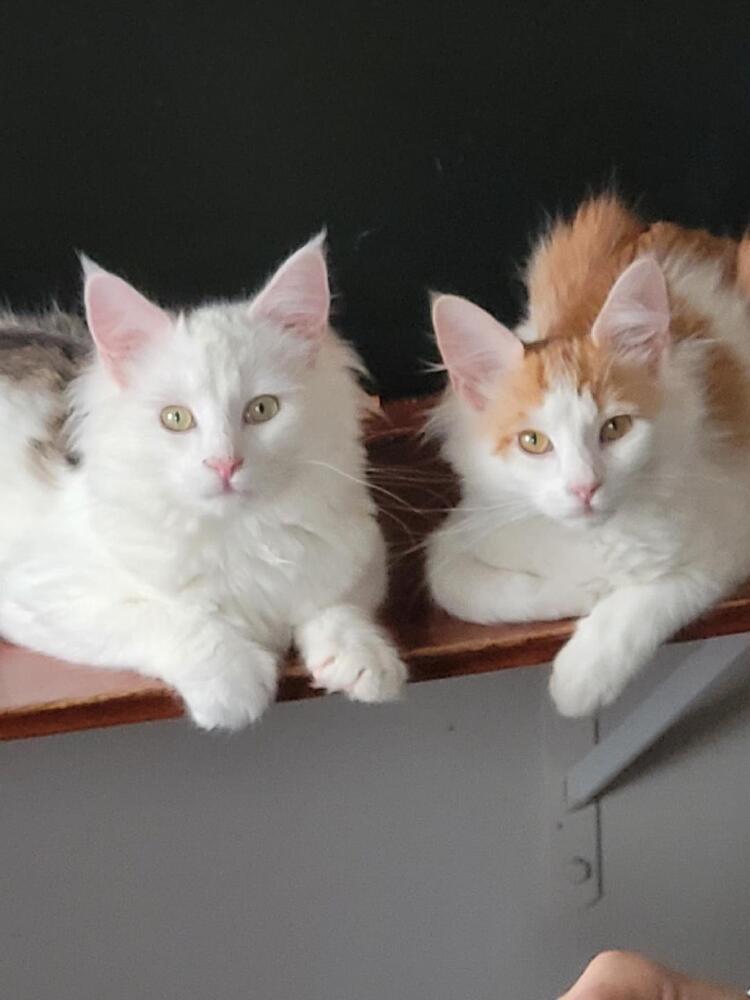 Peter Pan, a Adoptable mixed breed in Springdale, PA image 3/6