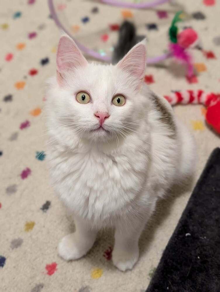 Peter Pan, a Adoptable mixed breed in Springdale, PA image 4/6