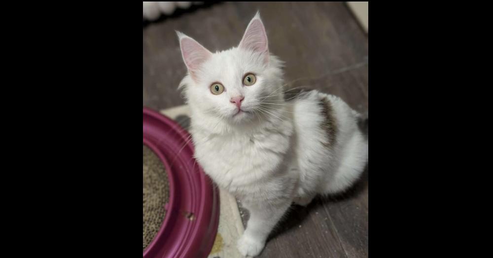 Peter Pan, a Adoptable mixed breed in Springdale, PA image 5/6