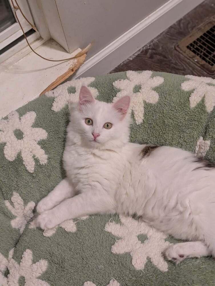 Peter Pan, a Adoptable mixed breed in Springdale, PA image 6/6