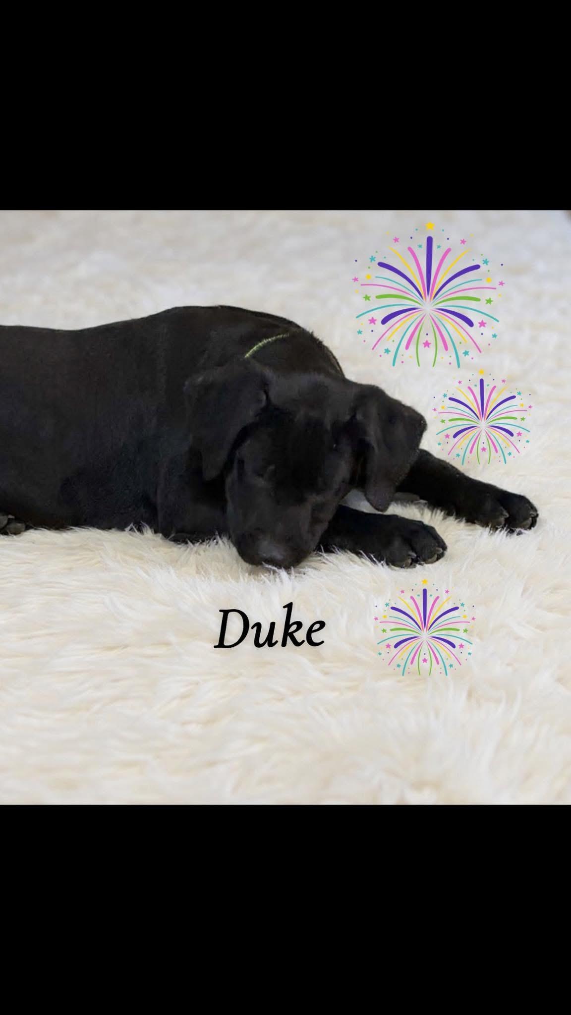 Duke, ADOPTABLE, Puppy Male Labrador Retriever.
