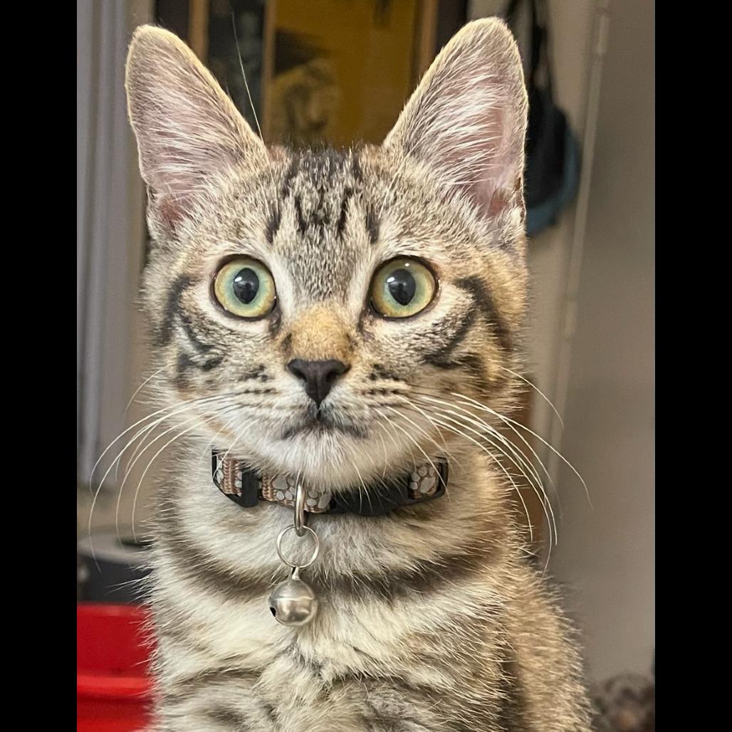 Stacy, ADOPTABLE, Young Female Domestic Short Hair.