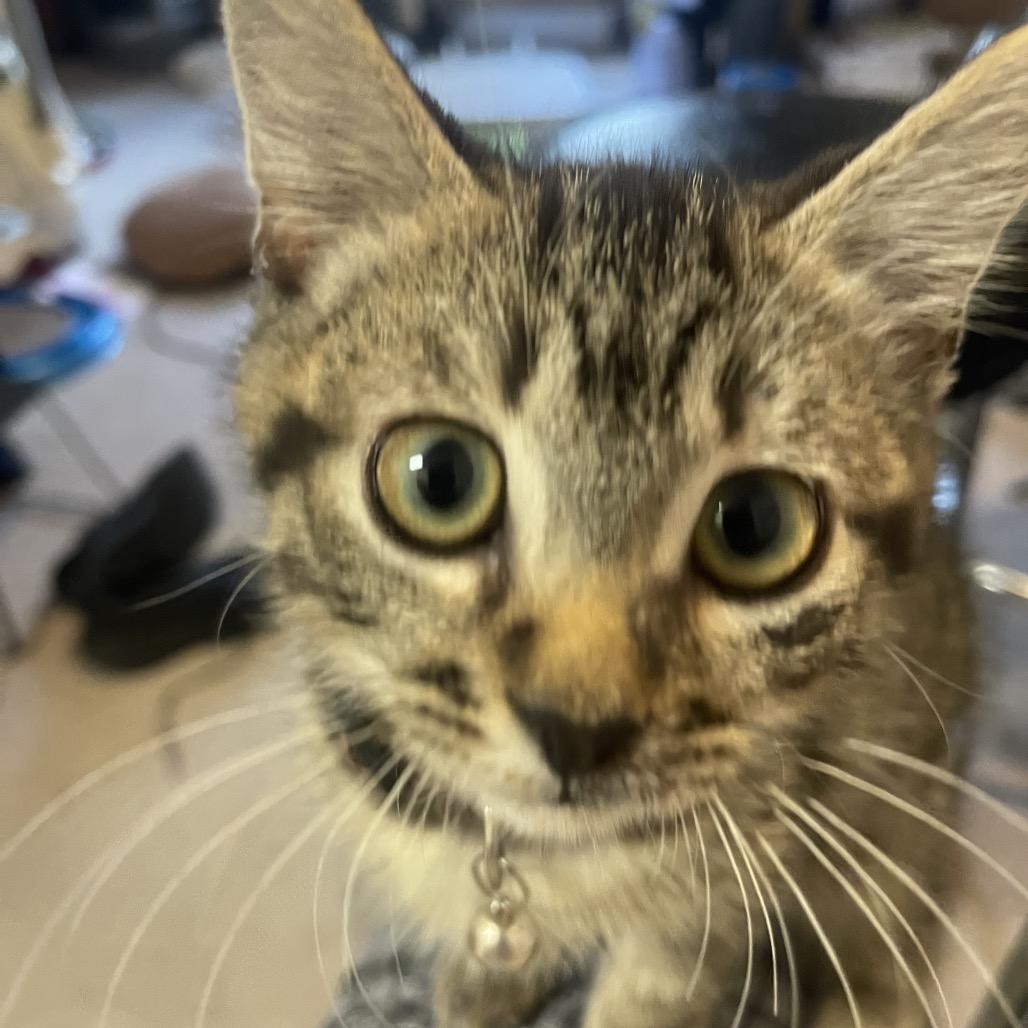 Enlarge Stacy, a ADOPTABLE Domestic Short Hair in Houston, TX image 2/2