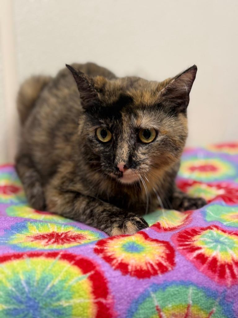 Francine, Adoptable, Adult Female Domestic Short Hair.