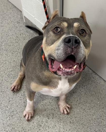 Enlarge Thor, a Adoptable mixed breed in Fishers, IN image 1/3
