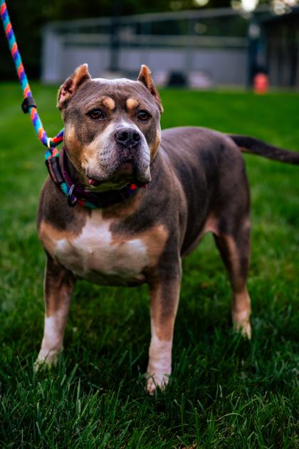 Enlarge Thor, a Adoptable mixed breed in Fishers, IN image 2/3