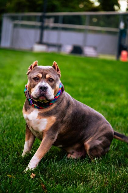 Enlarge Thor, a Adoptable mixed breed in Fishers, IN image 3/3