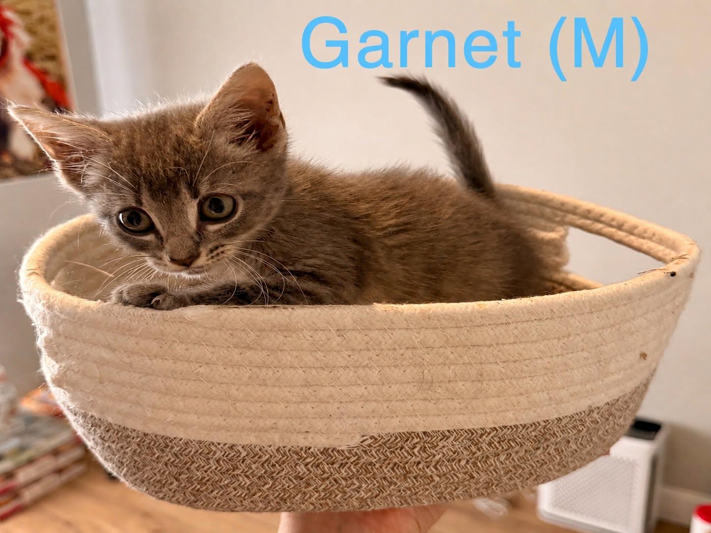 Enlarge Garnet, a ADOPTABLE Domestic Short Hair in Clarksville, TN image 2/3
