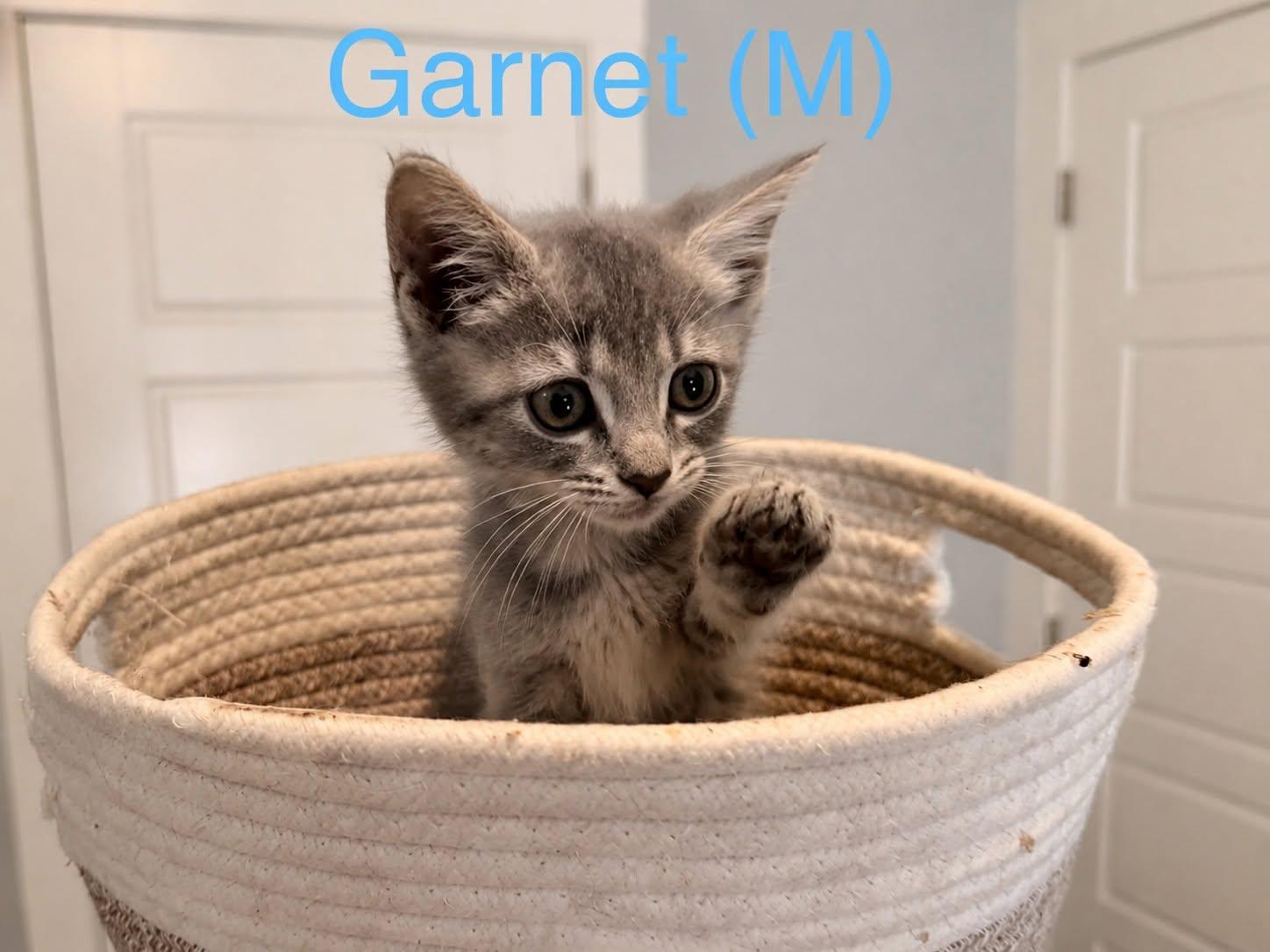 Garnet, ADOPTABLE, Kitten Male Domestic Short Hair.