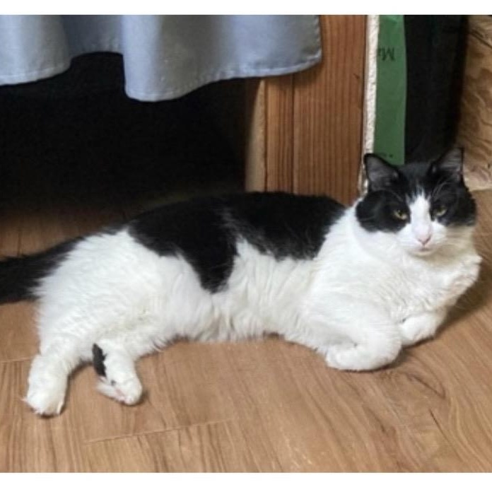 Enlarge Tux, an adopted Tuxedo in Midwest City, OK image 2/2