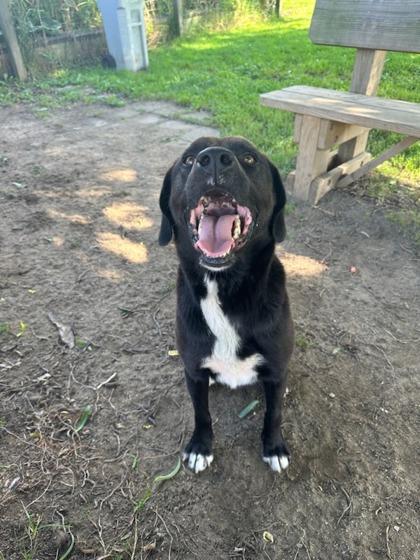 Mango, a Adoptable mixed breed in Ashtabula, OH image 1/3