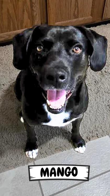 Mango, a Adoptable mixed breed in Ashtabula, OH image 2/3