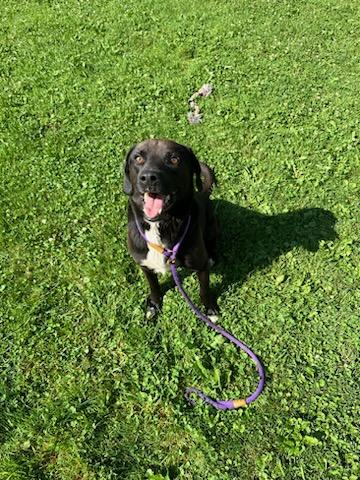 Mango, Adoptable, Adult Male Labrador Retriever & Beagle.